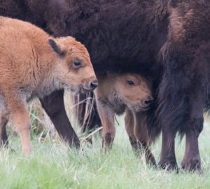 two bison calves with a mother
