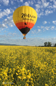 2 Fly Us Balloon Rides over yellow canola fields