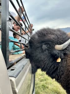 harlow ranch bison looking at children in the ranch truck. 